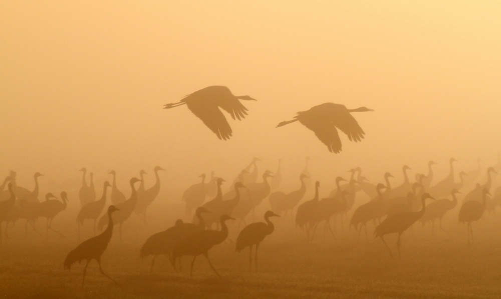 Kraniche im Morgennebel