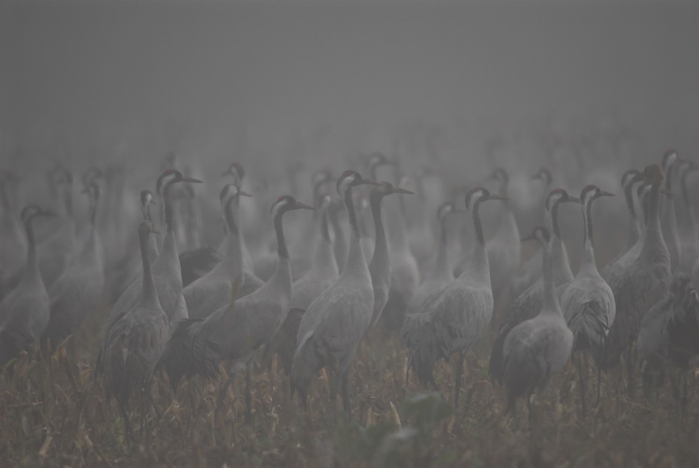 Kraniche im Morgennebel