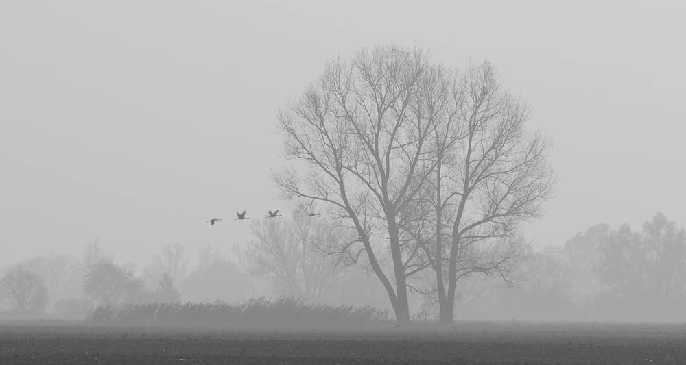 Kraniche im Nebel