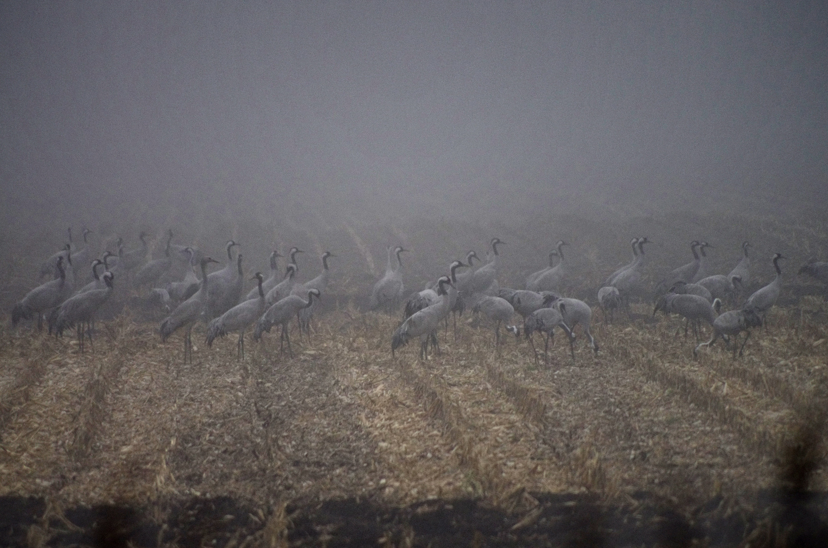 Kraniche im Nebel