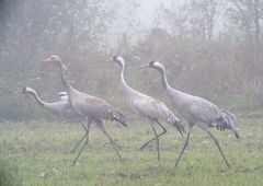 Kraniche im Nebel