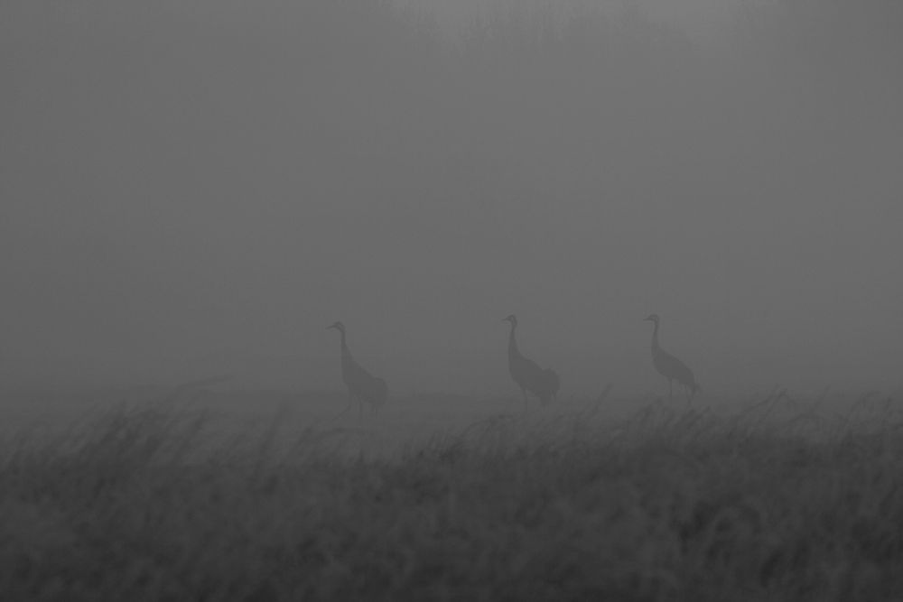 Kraniche im Nebel