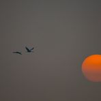 Kraniche im Nebel vor aufgehender Sonne