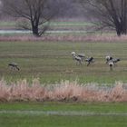 Kraniche im Polder