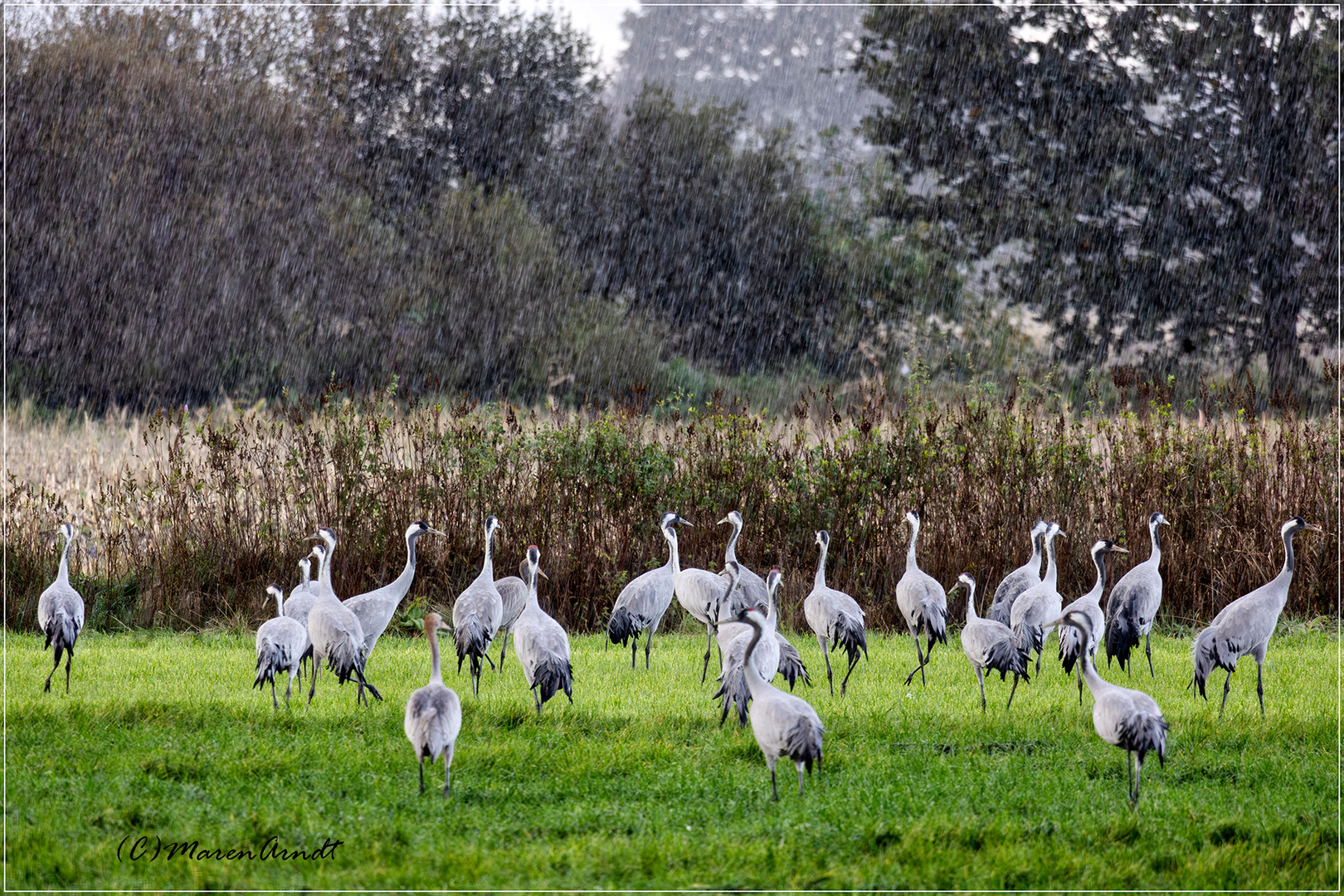 Kraniche im Regen