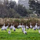 Kraniche im Regen