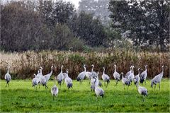 Kraniche im Regen