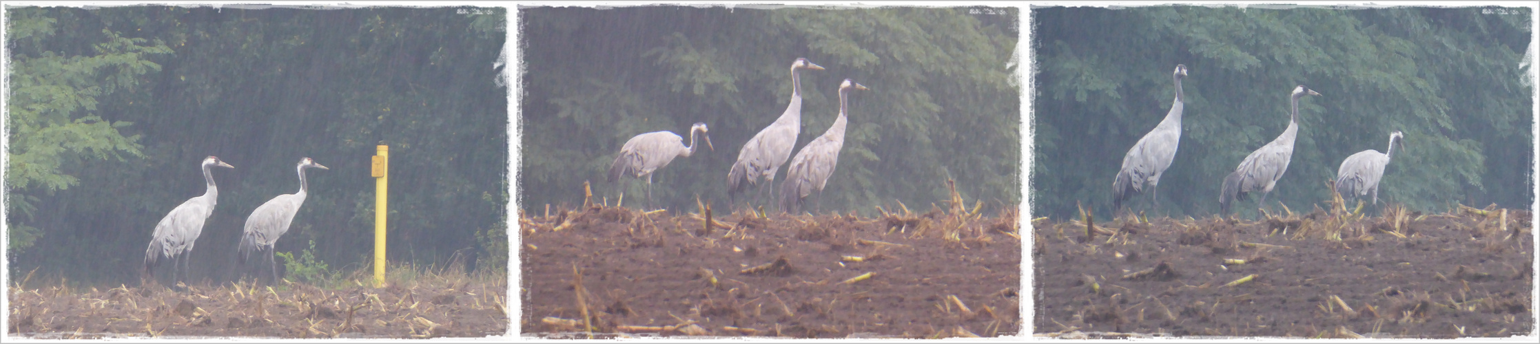 Kraniche im Regen