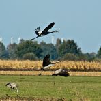 Kraniche im Rehdener Geestmoor