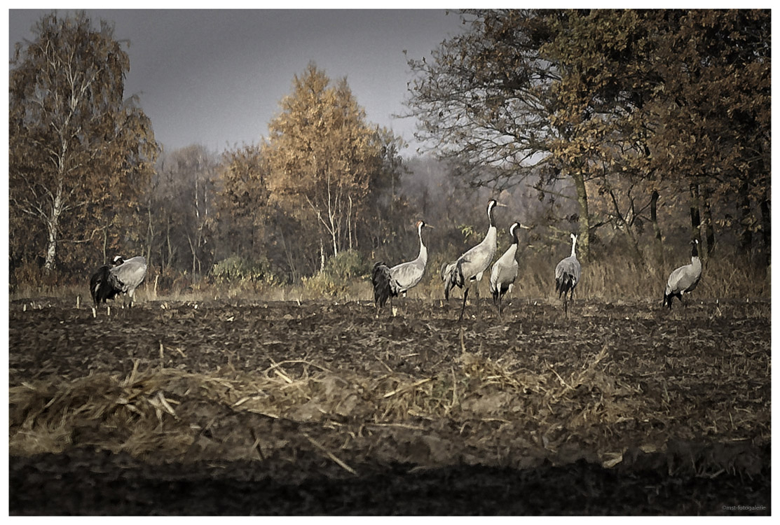 Kraniche im rotem Herbstlaub