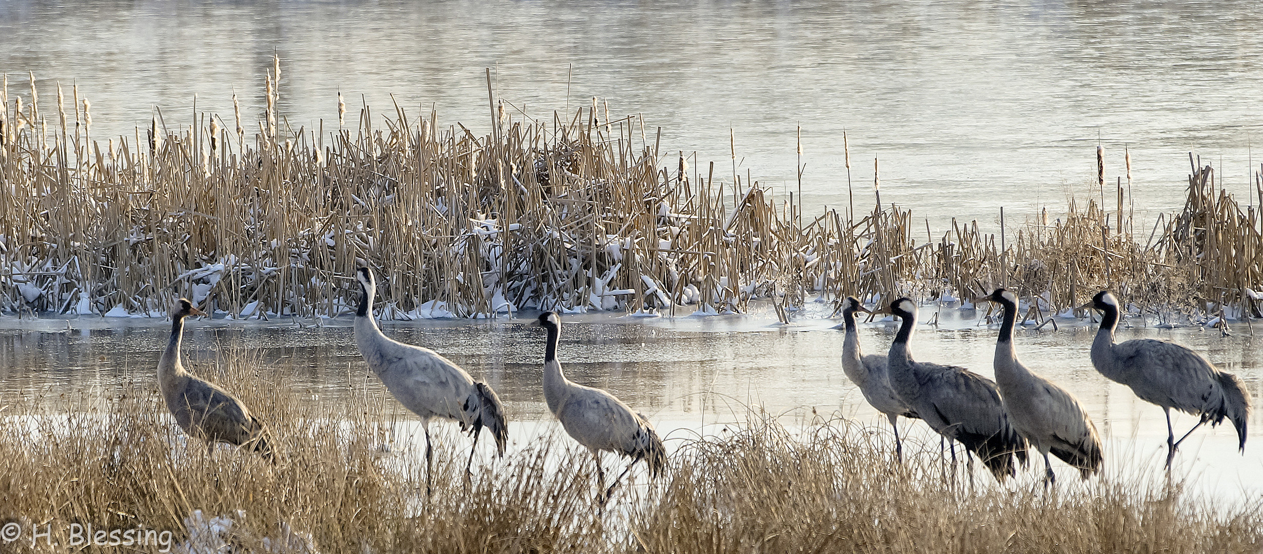 Kraniche im Schnee