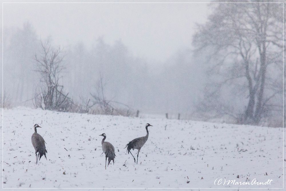 Kraniche im Schnee