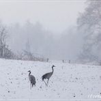 Kraniche im Schnee