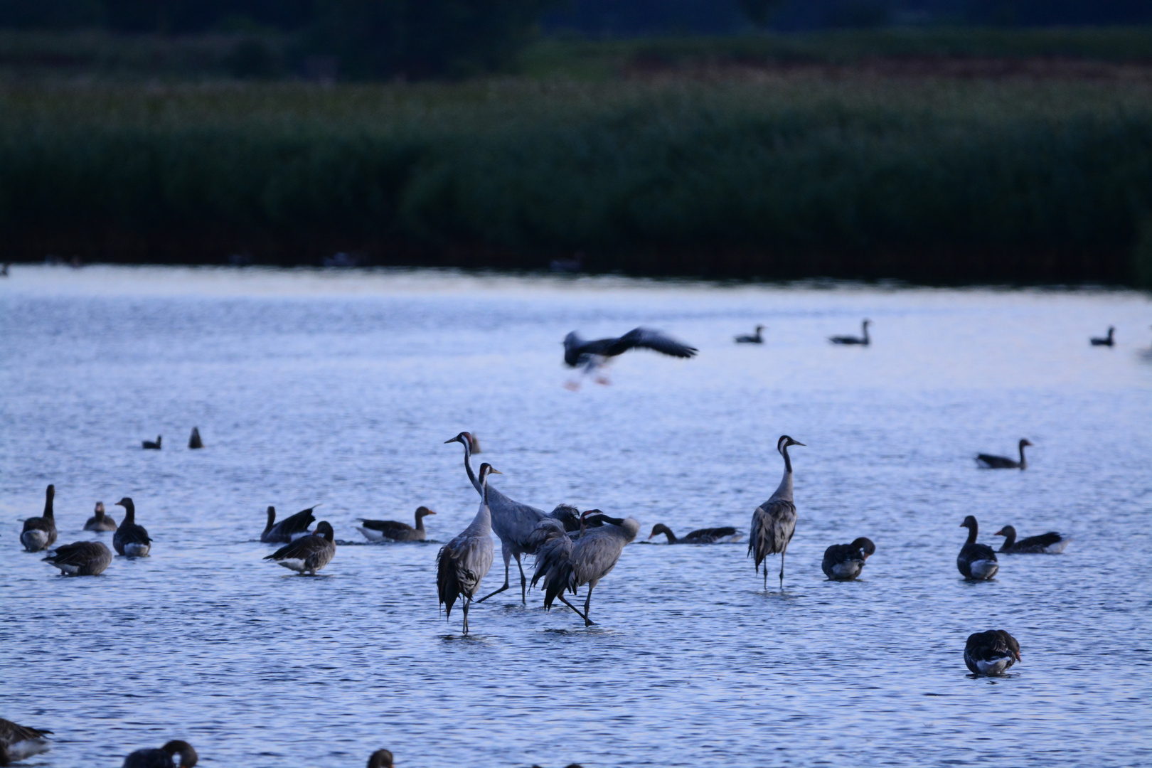 Kraniche im See