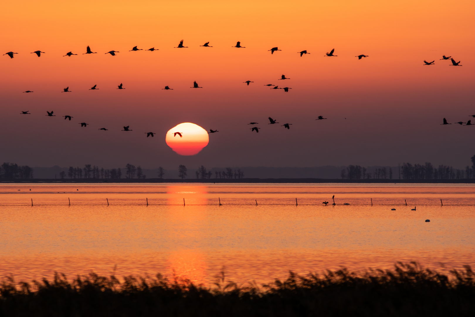 Kraniche im Sonnenaufgang