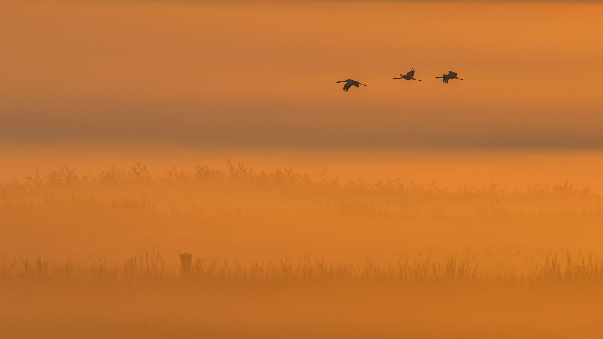 Kraniche im Sonnenaufgang