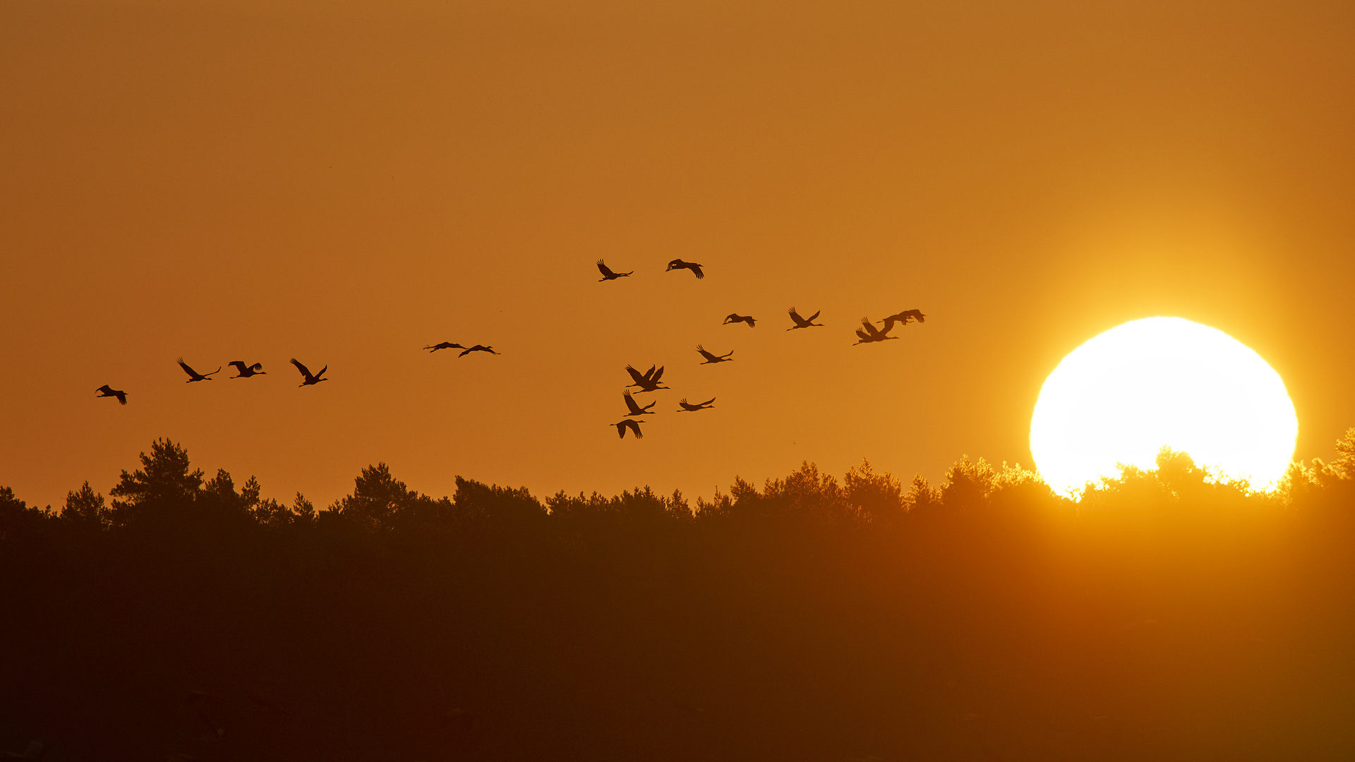 Kraniche im Sonnenaufgang  