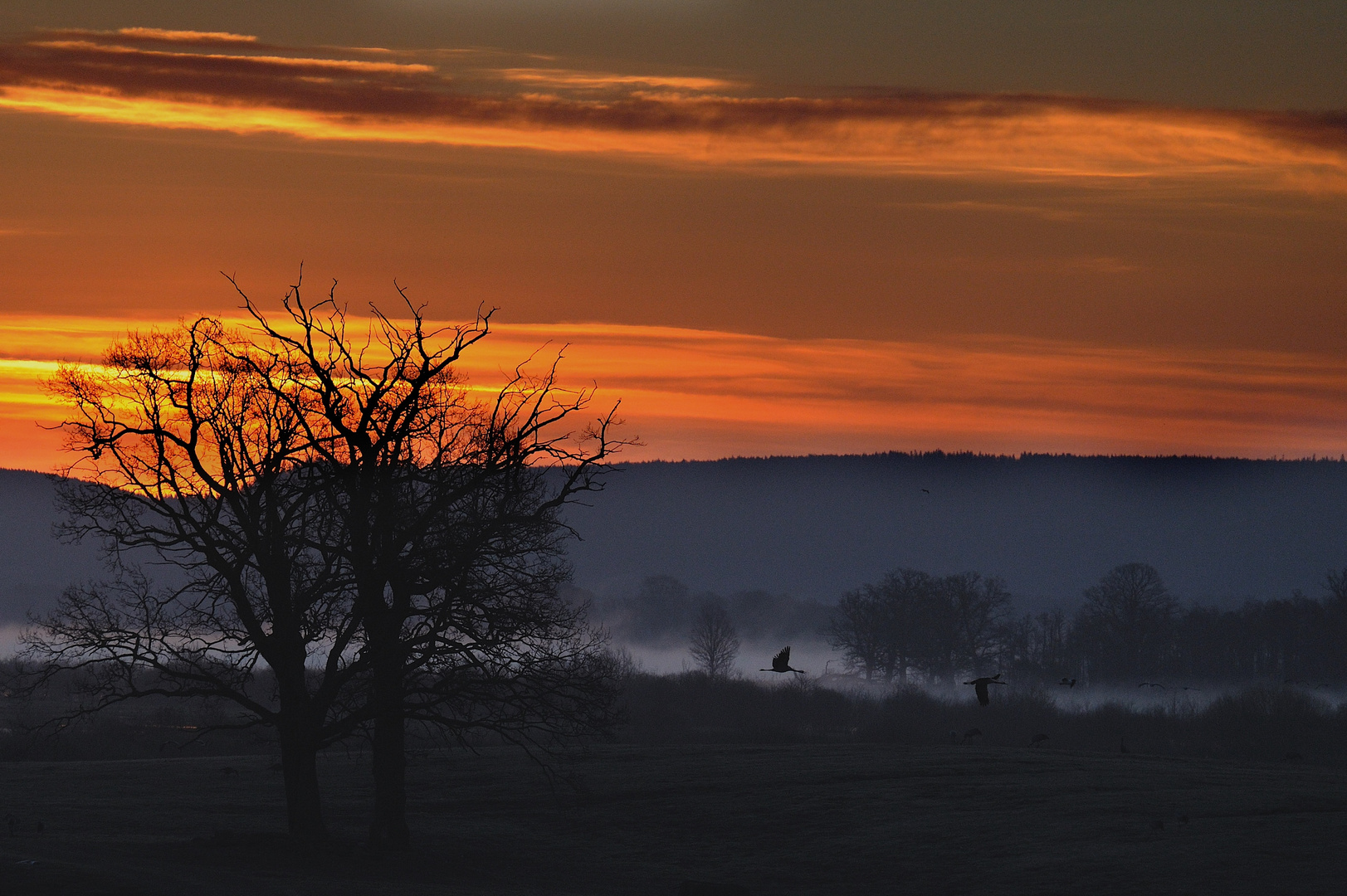 Kraniche im Sonnenaufgang