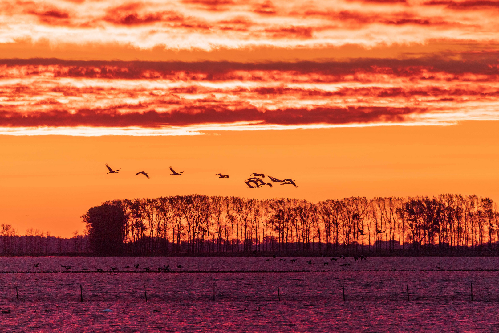 Kraniche im Sonnenaufgang...