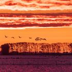 Kraniche im Sonnenaufgang...