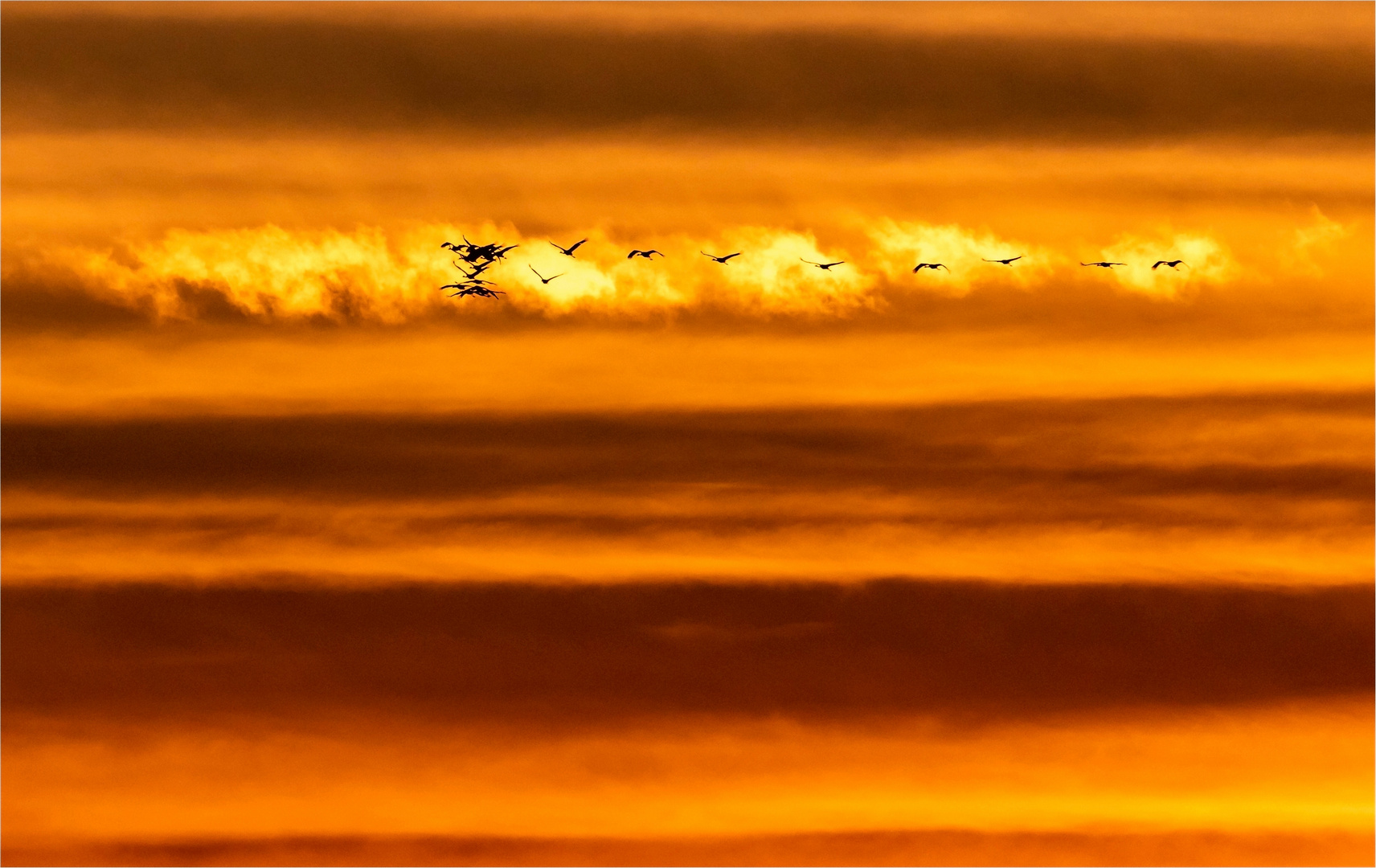 Kraniche im Sonnenuntergang