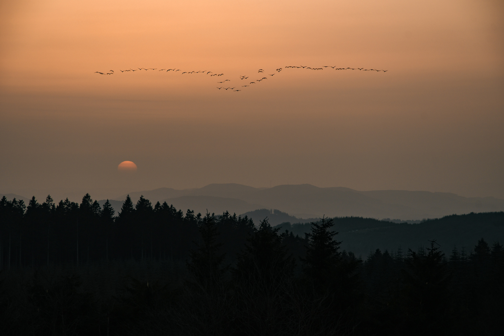 Kraniche im Sonnenuntergang 