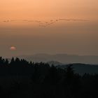 Kraniche im Sonnenuntergang 