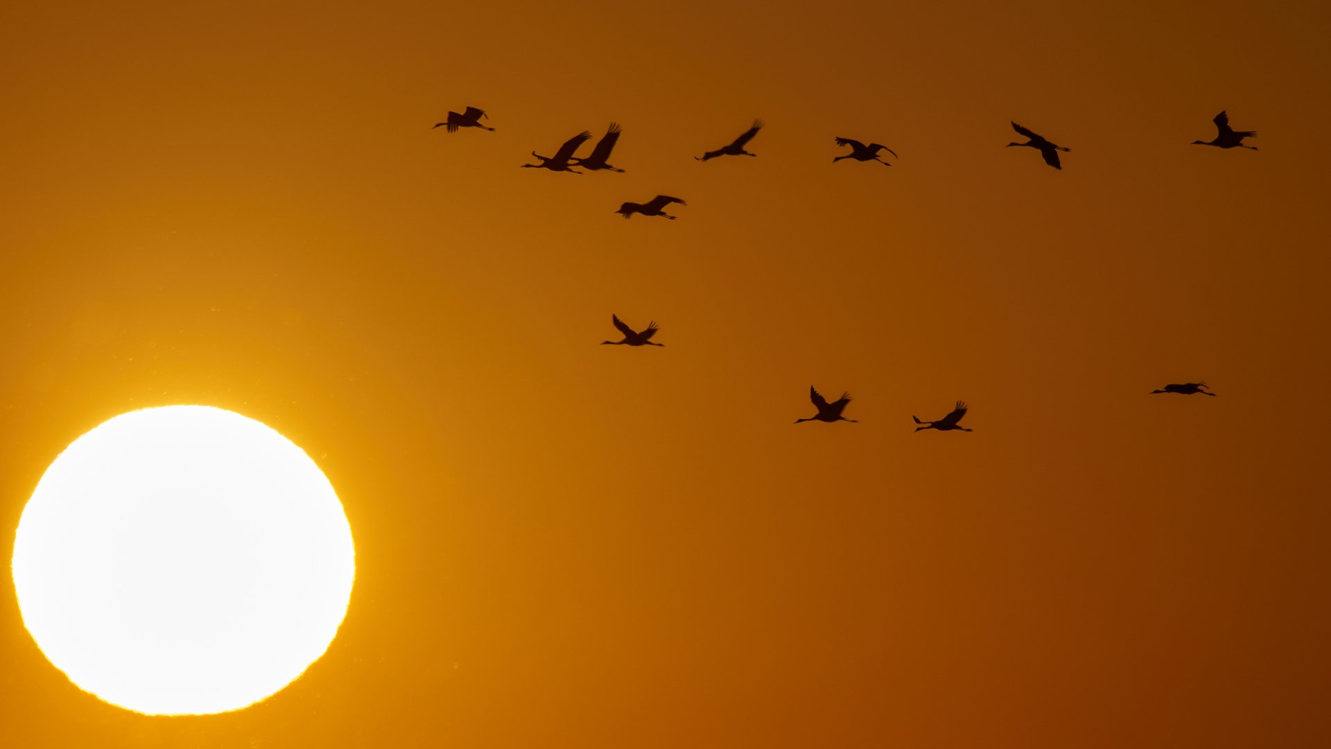 Kraniche im Sonnenuntergang