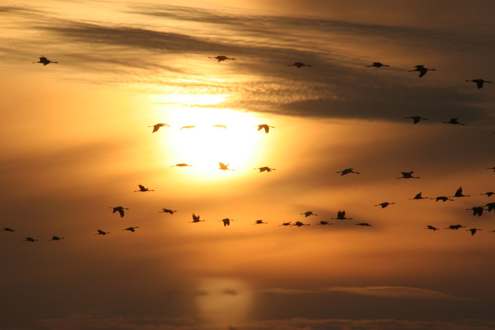 Kraniche im Sonnenuntergang