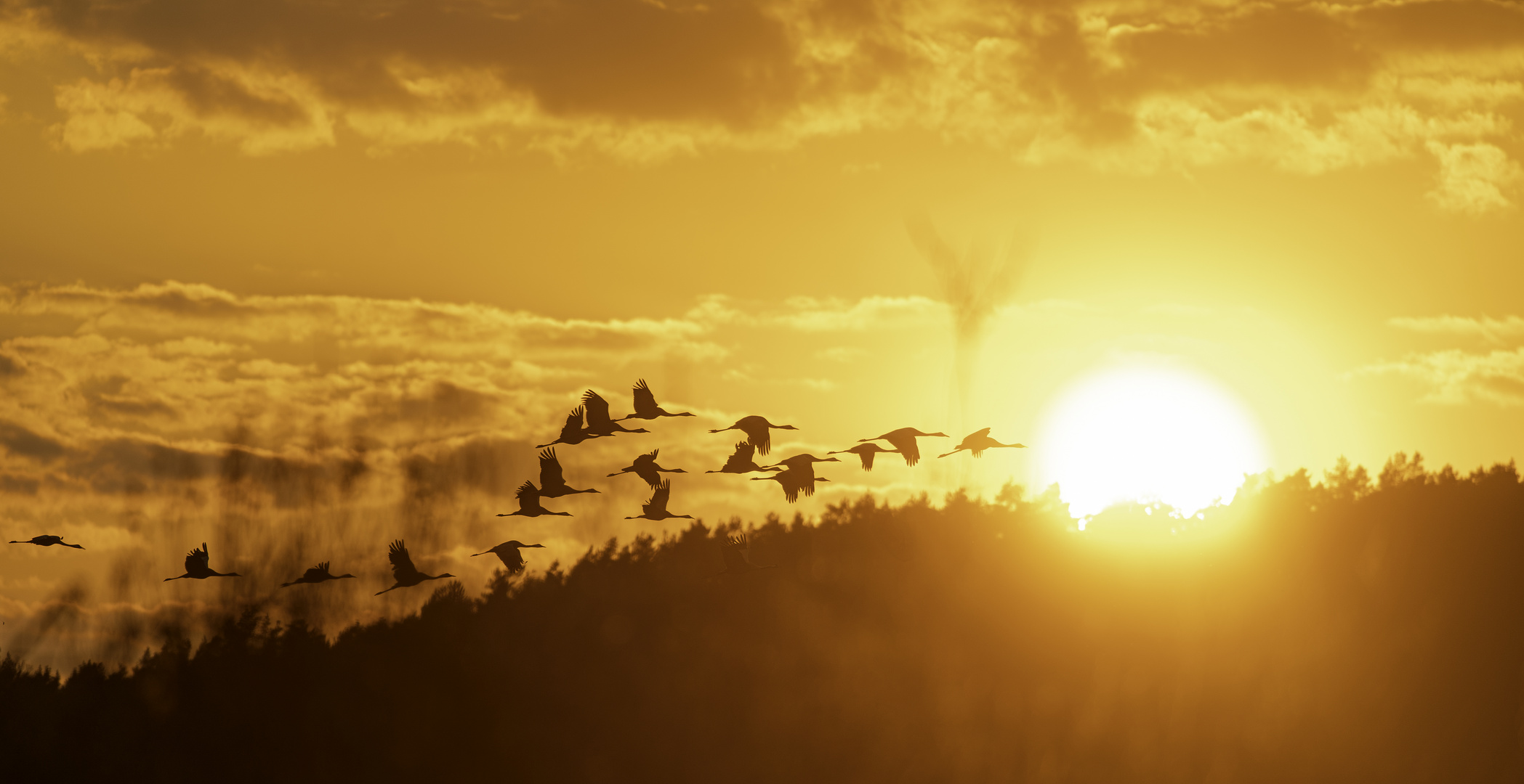 Kraniche im Sonnenuntergang