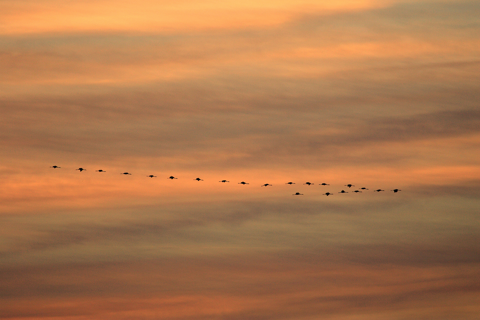 Kraniche im Sonnenuntergang