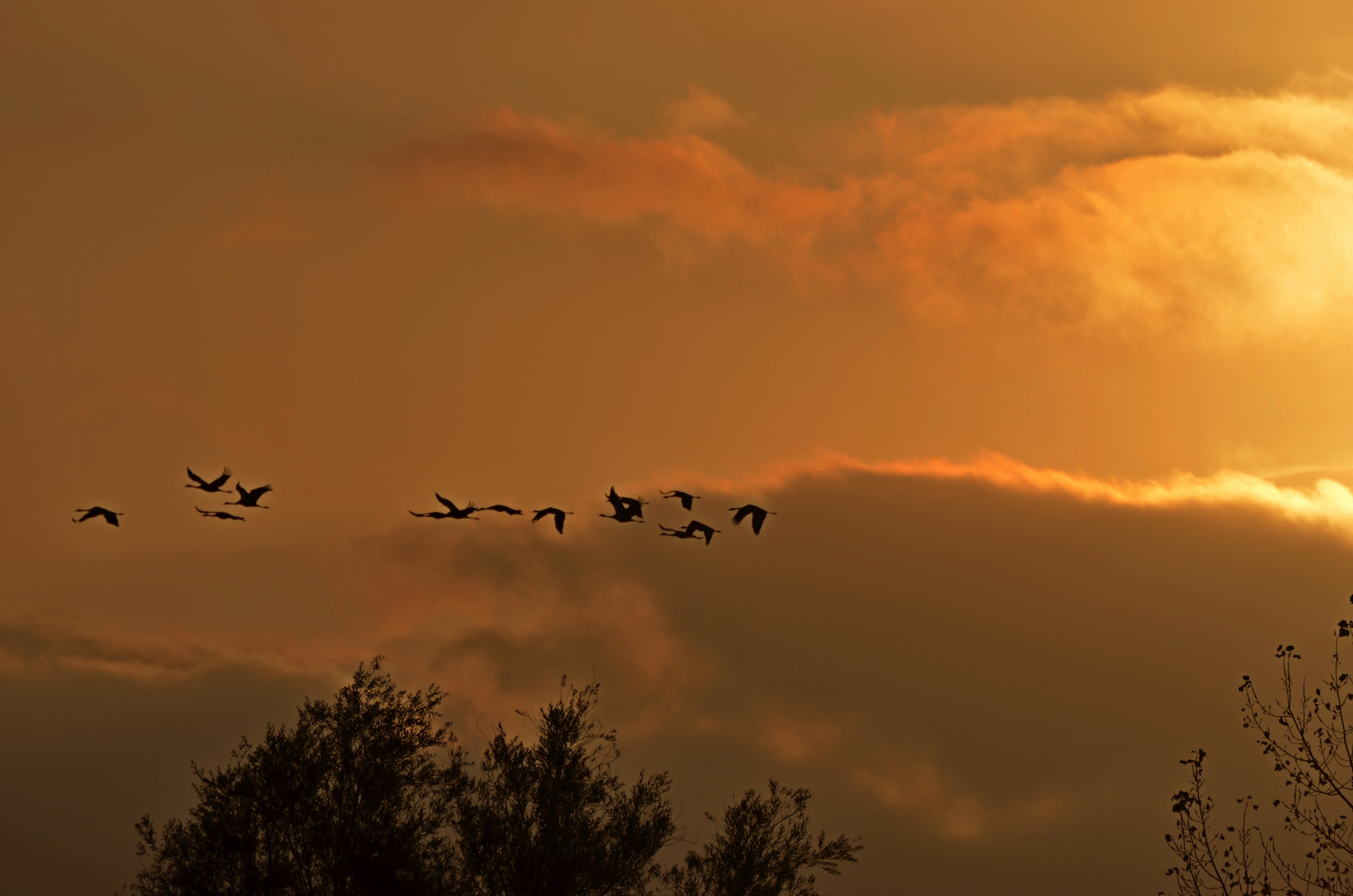 Kraniche im Sonnenuntergang