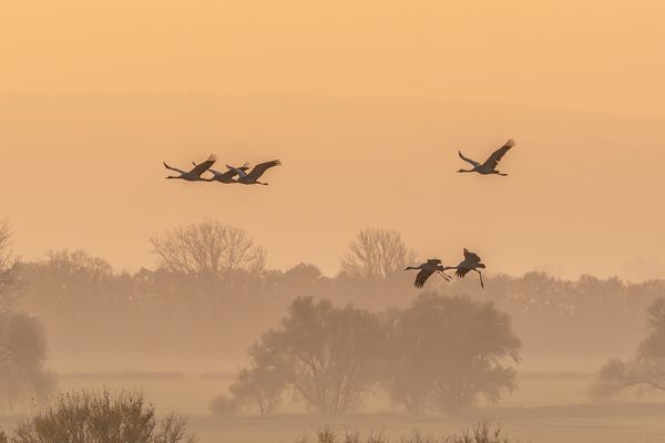 Kraniche im Sonnenuntergang