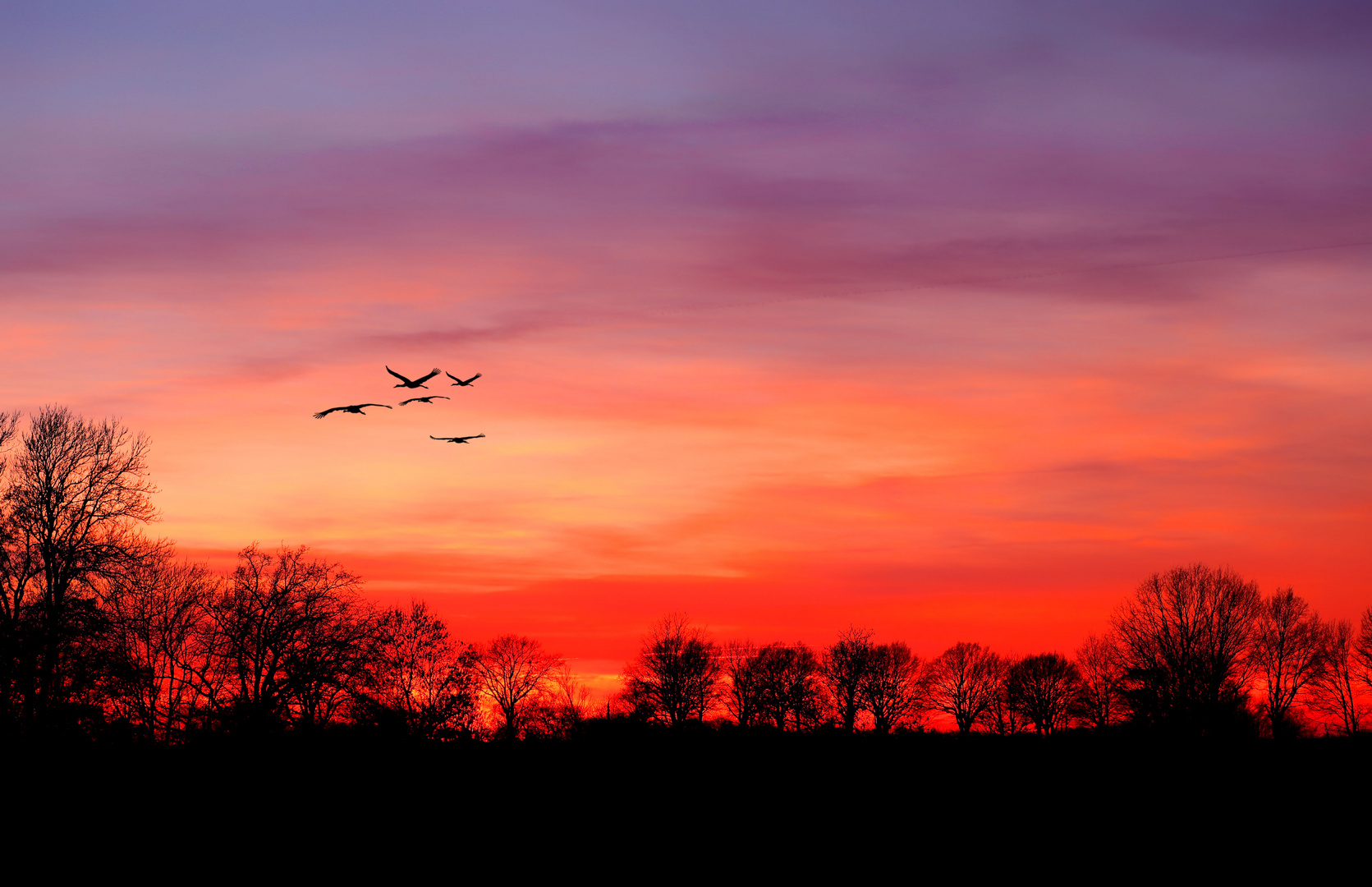 Kraniche im Sonnenuntergang