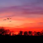 Kraniche im Sonnenuntergang