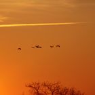 Kraniche im Sonnenuntergang in MV