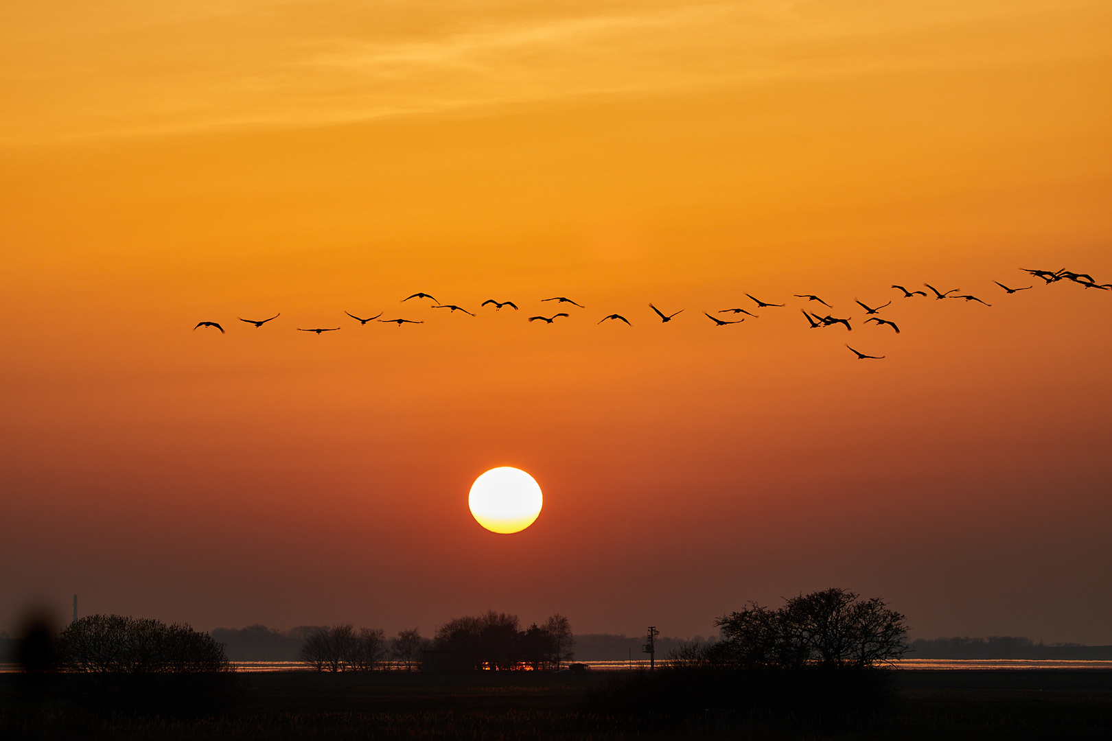 Kraniche im Sonnenuntergang März 2022