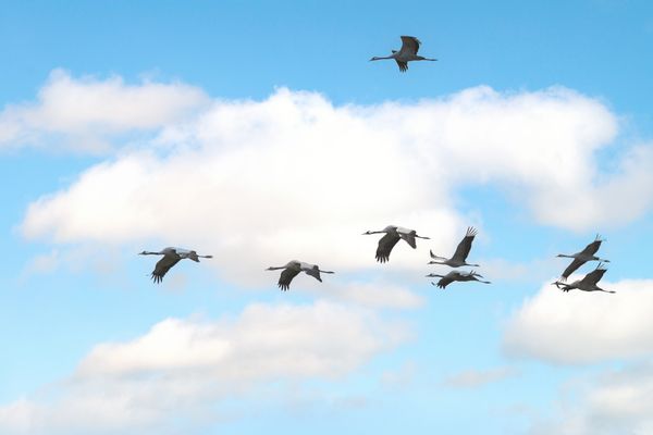 Kraniche im Südharz