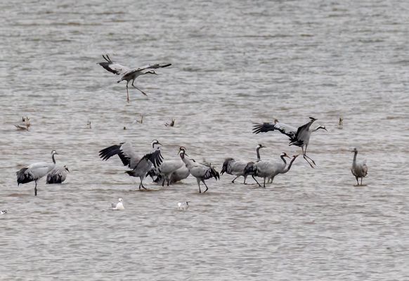Kraniche im Südharz