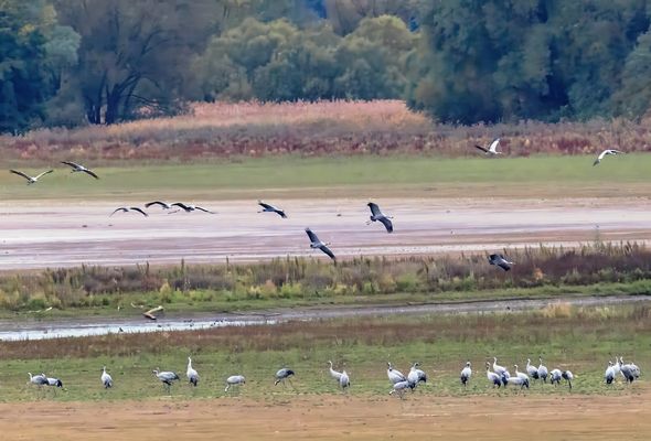 Kraniche im Südharz