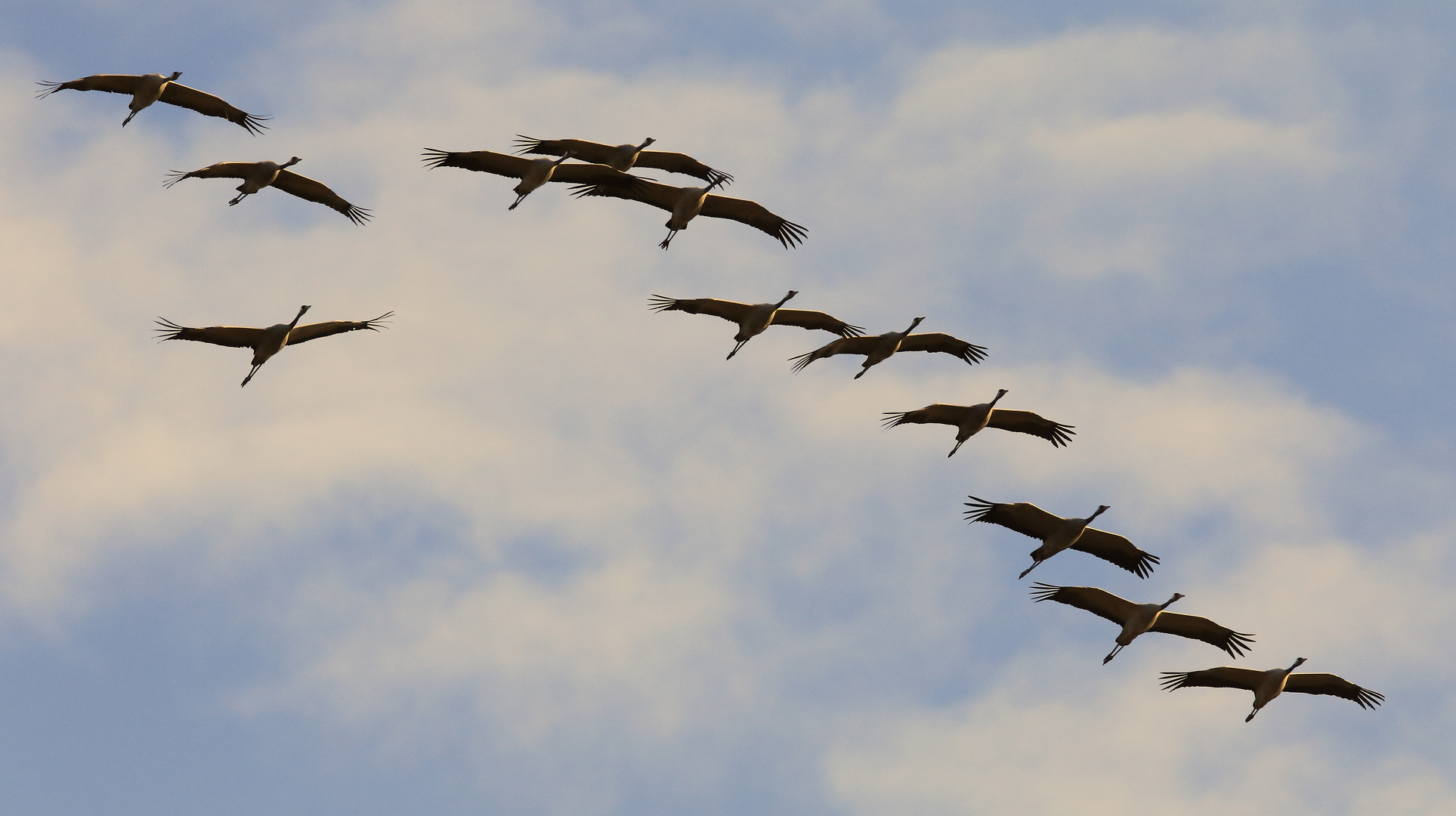 Kraniche Im Überflug am Federsee