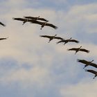 Kraniche Im Überflug am Federsee