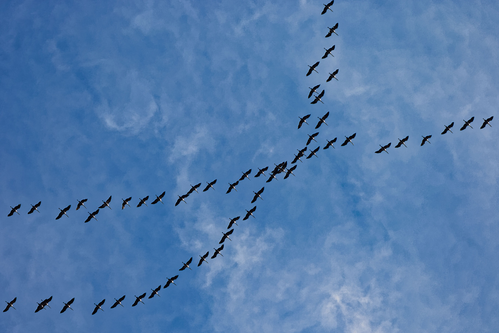 Kraniche im Überflug