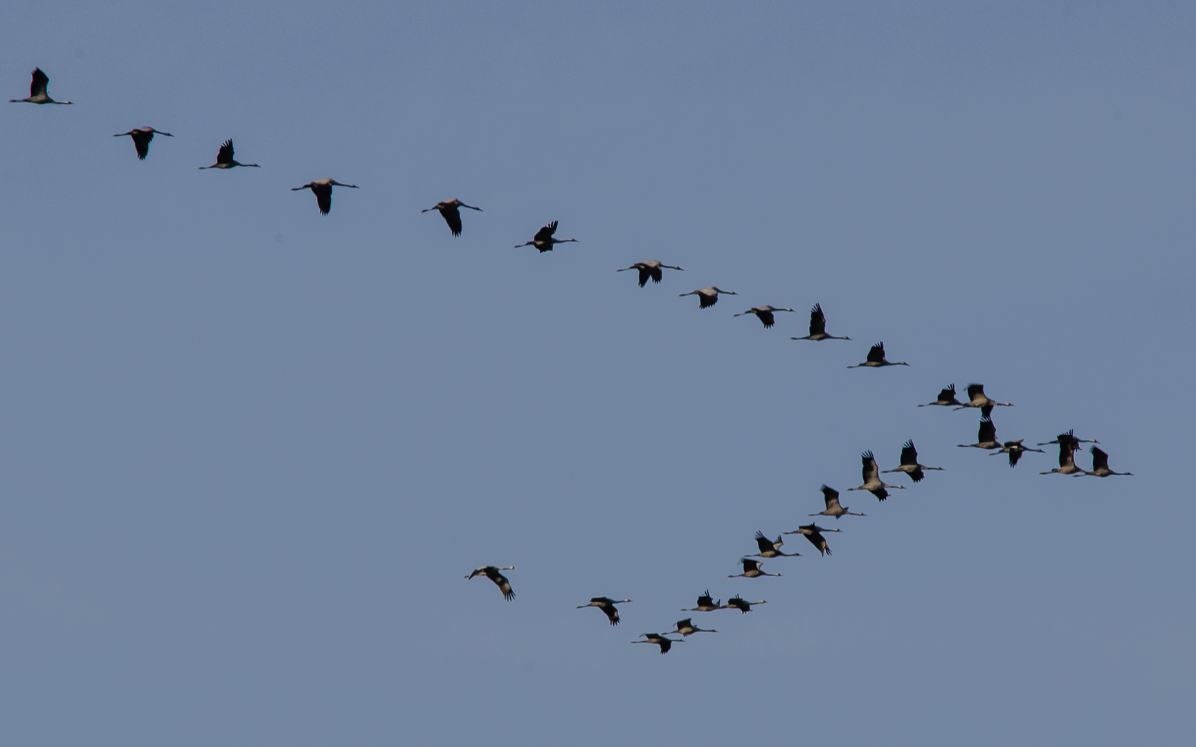 Kraniche im Überflug