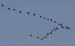 Kraniche im Überflug