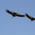 Kraniche im Weltvogelpark Walsrode