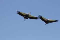 Kraniche im Weltvogelpark Walsrode