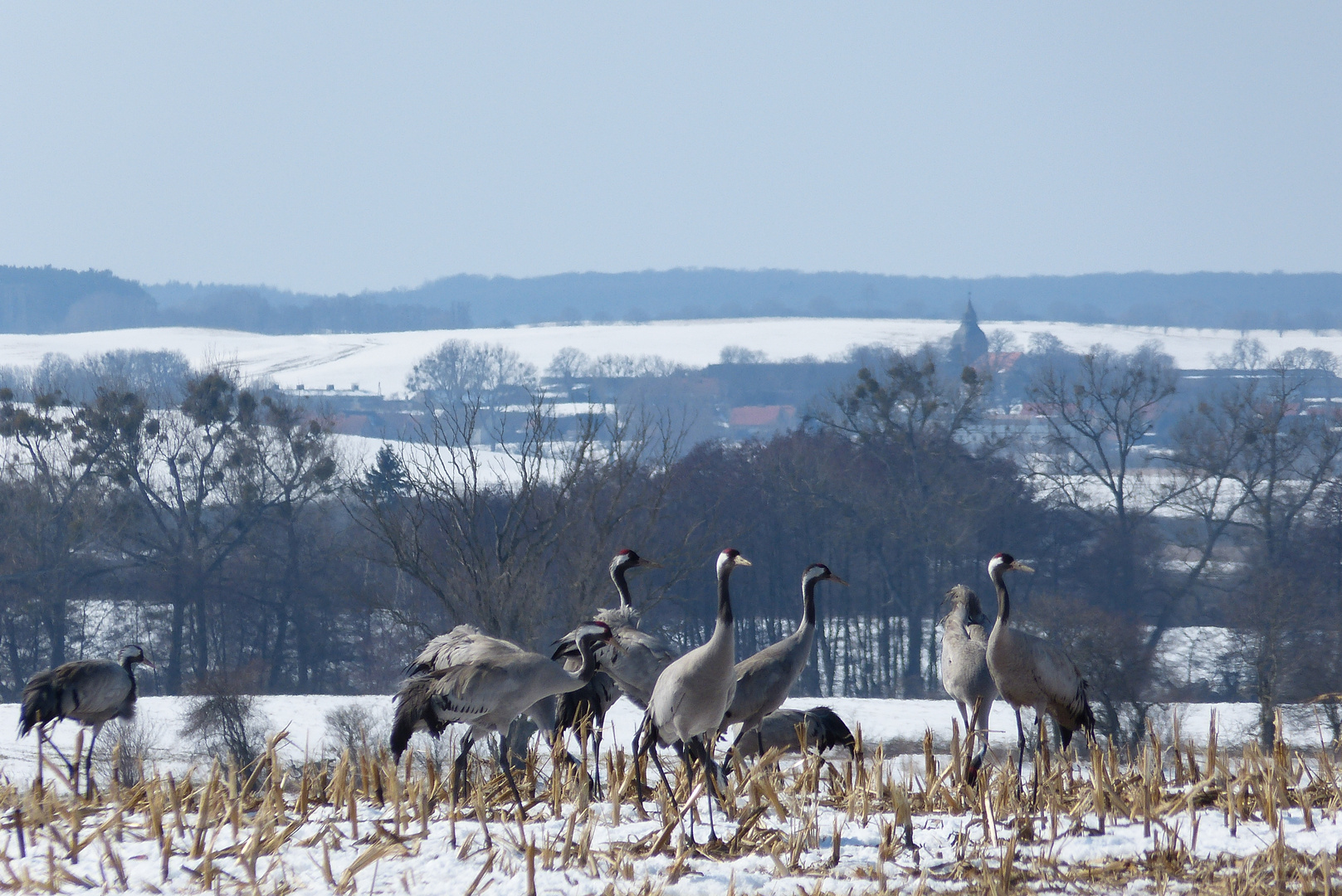 Kraniche im Winter