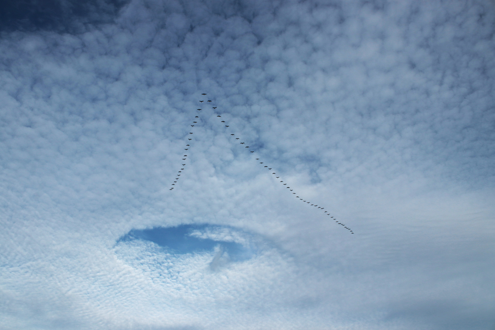 Kraniche im Wolkenbild