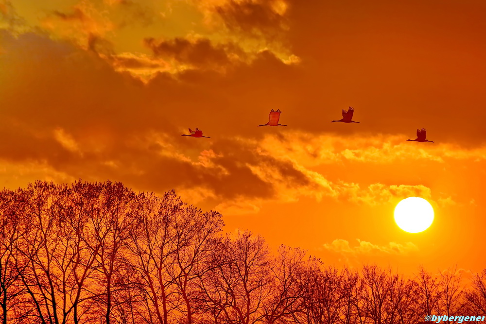 Kraniche in der Abendsonne